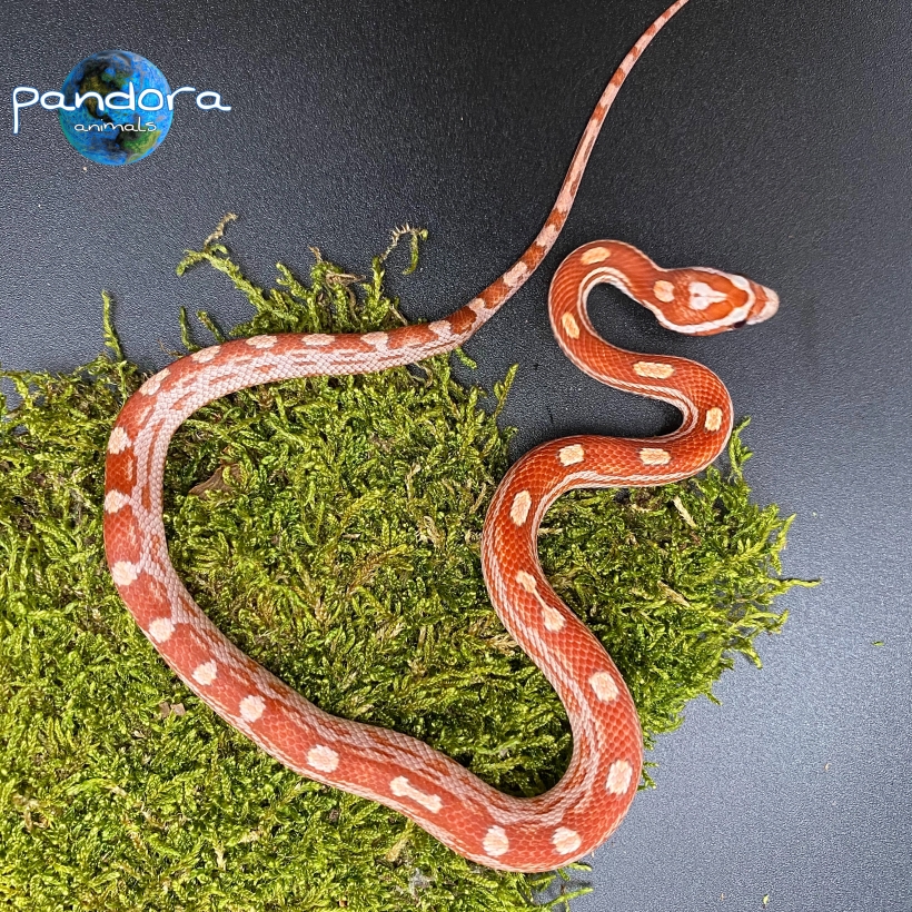 Маисовый полоз - Pantherophis guttatus Hypo Motley 66% het Anery (Ghost) 