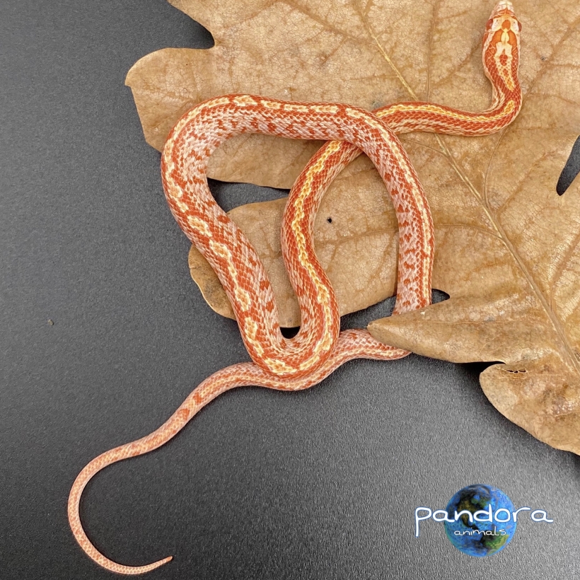 Маисовый полоз - Pantherophis guttatus  Tessera Amel het Anery (Snow)