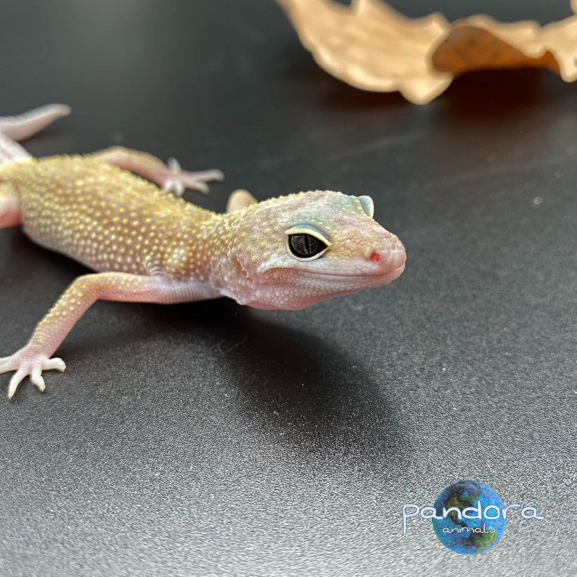 Patternless Mack Snow het Eclipse