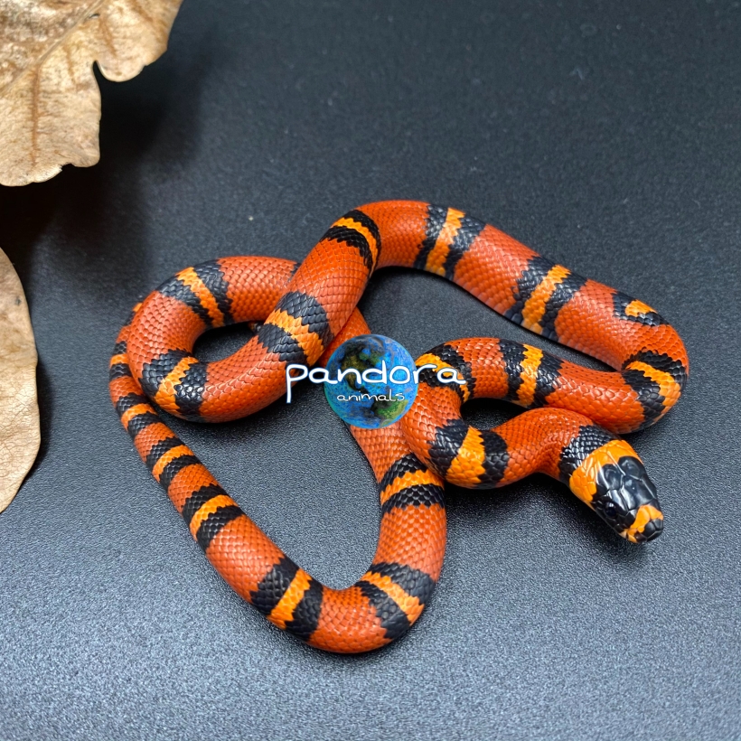 Молочна змія гондураська (Lampropeltis triangulum hondurensis) 