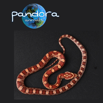 Pantherophis guttatus