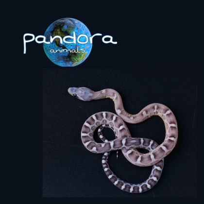 Pantherophis guttatus  Scaleless