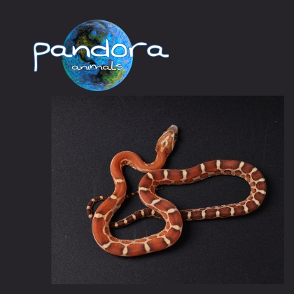 Pantherophis guttatus  Scaleless