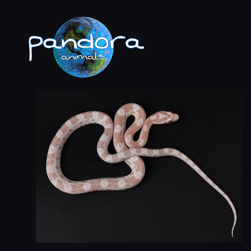 Pantherophis guttatus Snow 