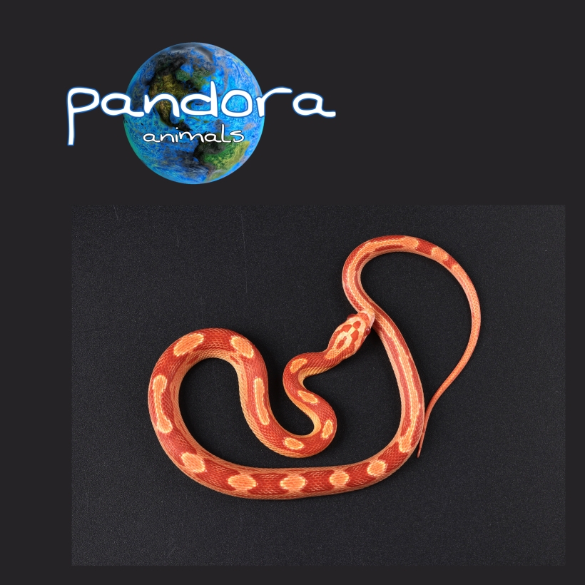 Pantherophis guttatus (Маїсовий полоз)