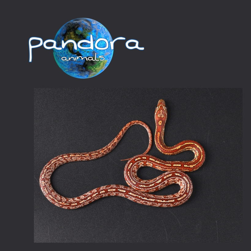 Pantherophis guttatus (Маїсовий полоз)