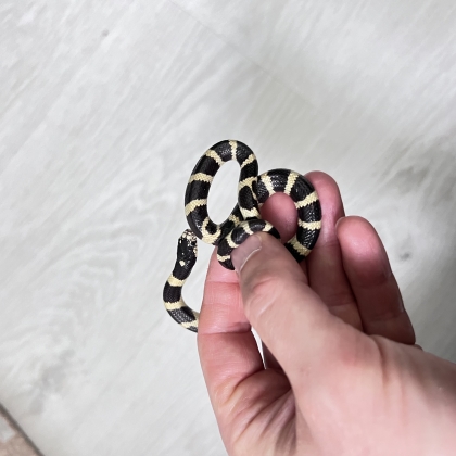 Каліфорнійська королівська змія Lampropeltis getulus californiae