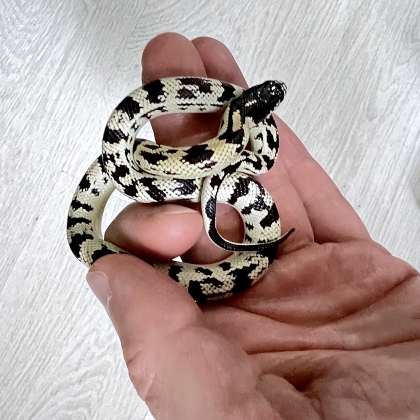 Каліфорнійська королівська змія Lampropeltis getulus californiae