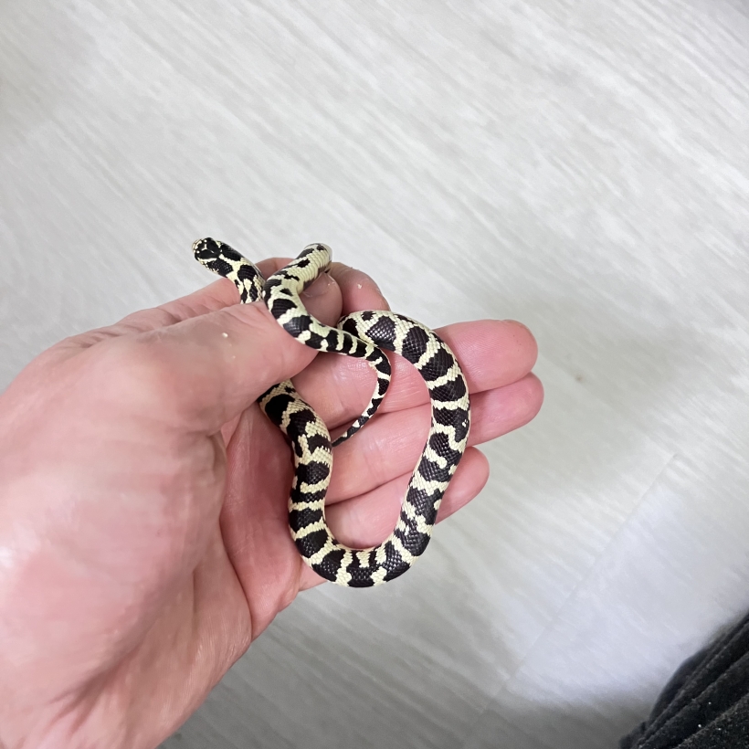 Каліфорнійська королівська змія Lampropeltis getulus californiae